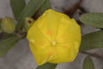 Coastal sand frostweed